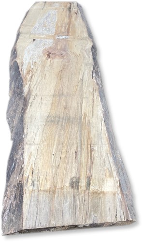 Boomstamblad | Beuk | 281cm lang | 5cm dik | B31