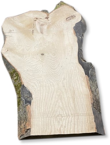 Boomstamblad | Es | 185cm lang | 5cm dik | E14