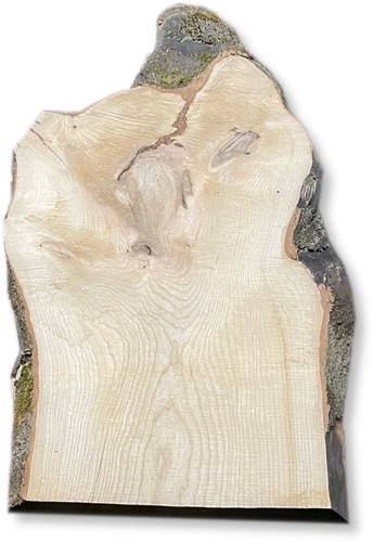 Boomstamblad | Es | 239cm lang | 5cm dik | E13