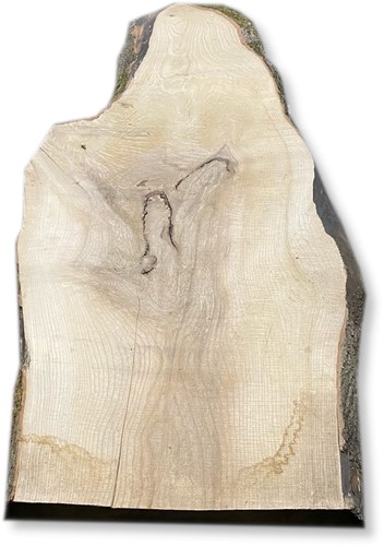 Boomstamblad | Es | 242cm lang | 8cm dik | E12