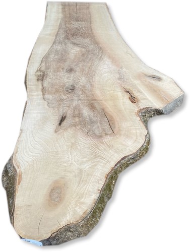 Boomstamblad | Es | 259cm lang | 8cm dik | E03