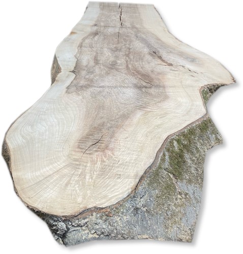 Boomstamblad | Es | 260cm lang | 9cm dik | E07
