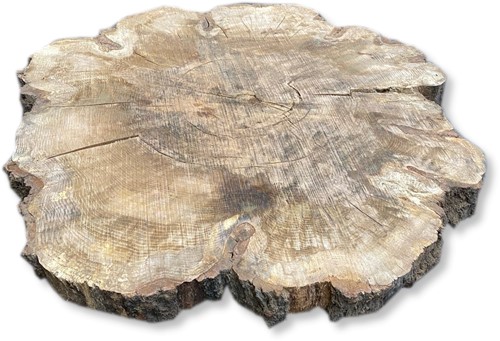 Boomstamblad Rond | Eik | Ø125cm | 10cm dik | R11
