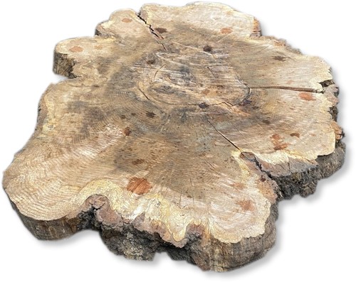 Boomstamblad Rond | Eik | Ø130cm | 11cm dik | R02